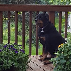 Meet your Posher, Debbie